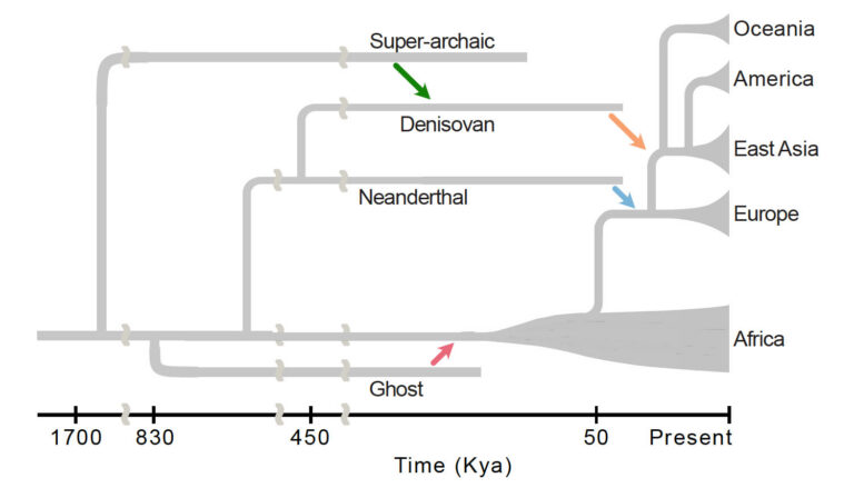 a simple family tree showing hominins that interbred with modern humans