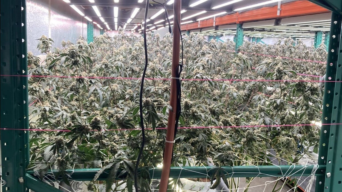 Investigators eradicated more than 89,000 illegal cannabis plants