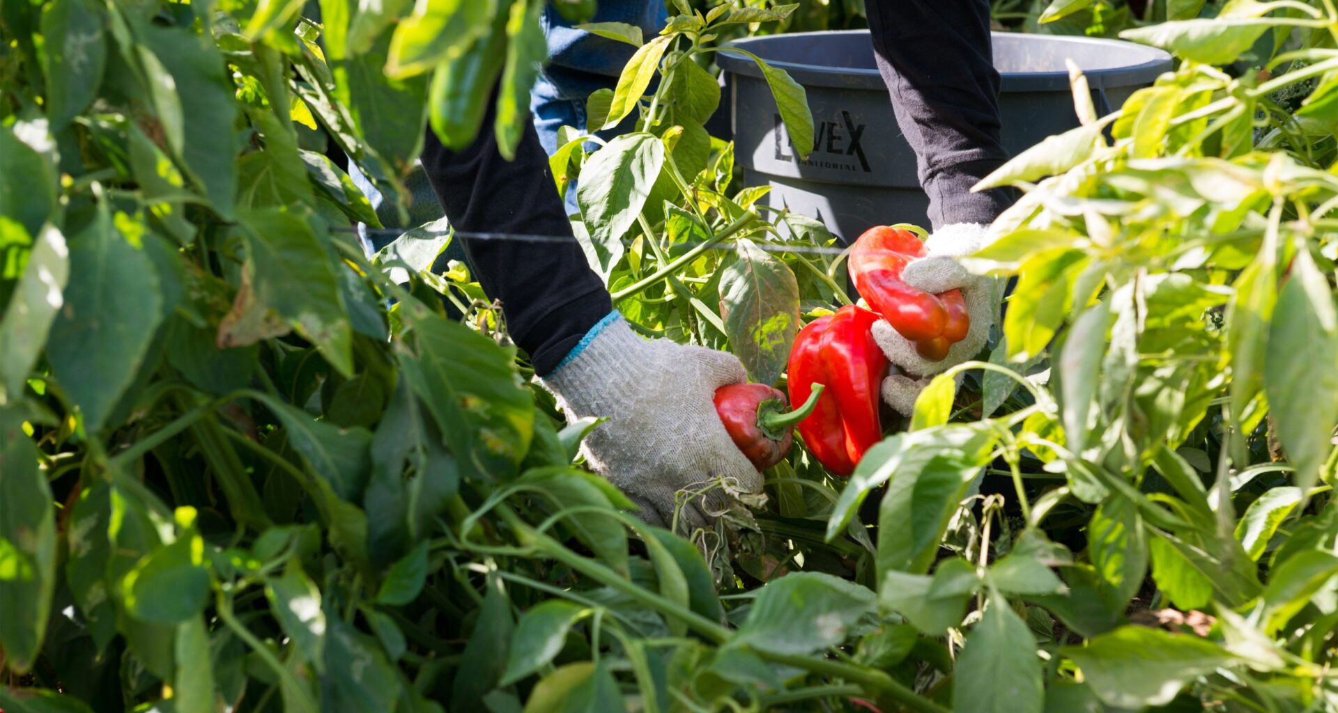 They harvest the nation's food — and a new rule may strip them of health insurance