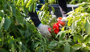 They harvest the nation's food — and a new rule may strip them of health insurance
