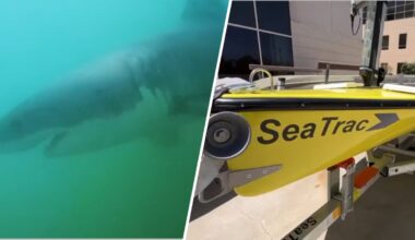 Solar-powered drone to monitor sharks during LA Olympics – NBC Los Angeles