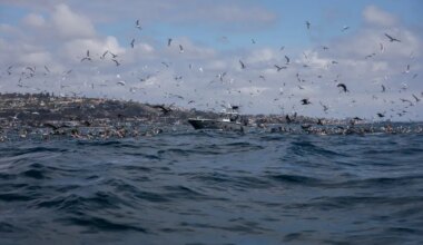 Why some people are quitting jobs to work in a greying fishing fleet