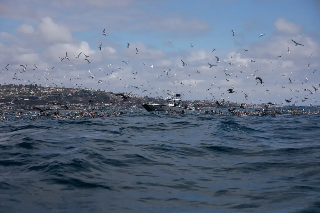 Why some people are quitting jobs to work in a greying fishing fleet