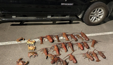 Six men arrested for poaching lobsters in Santa Monica – NBC Los Angeles