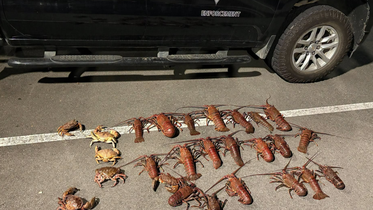 Six men arrested for poaching lobsters in Santa Monica – NBC Los Angeles