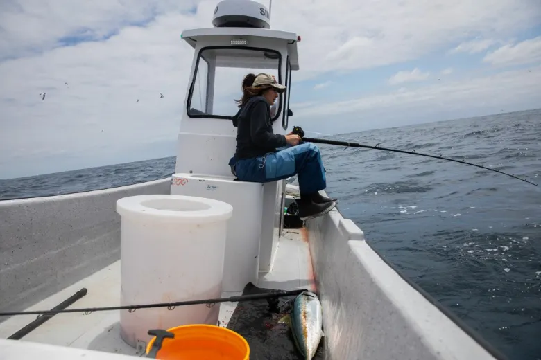 Deckhand Destiny Louise Silva works to reel in a yellowtail while fishing near the coast of La Jolla in San Diego on May 26, 2026. (Photo by Adriana Heldiz/CalMatters)