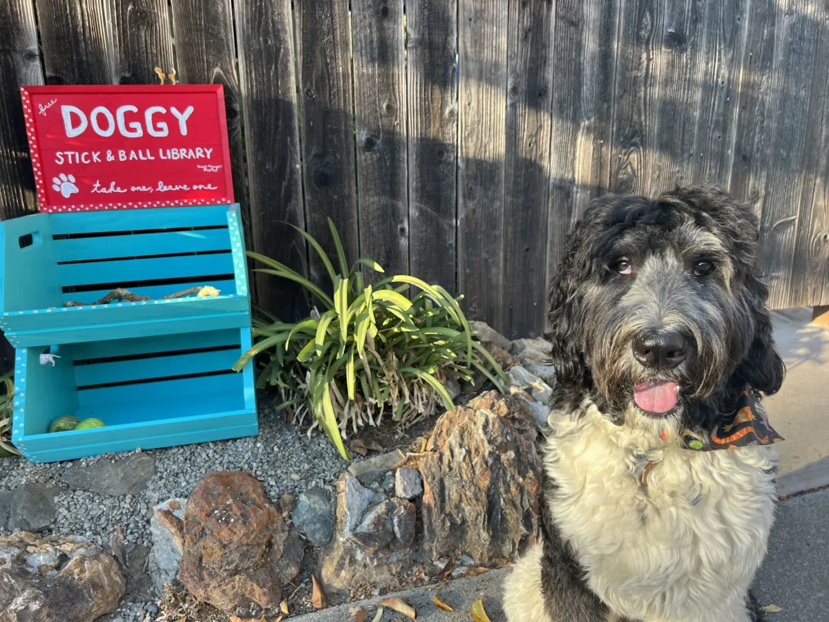 Meet the branch manager of Berkeley’s doggy stick-and-ball library