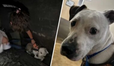 Dog rescued from Caltrain tunnel in San Francisco – NBC Bay Area