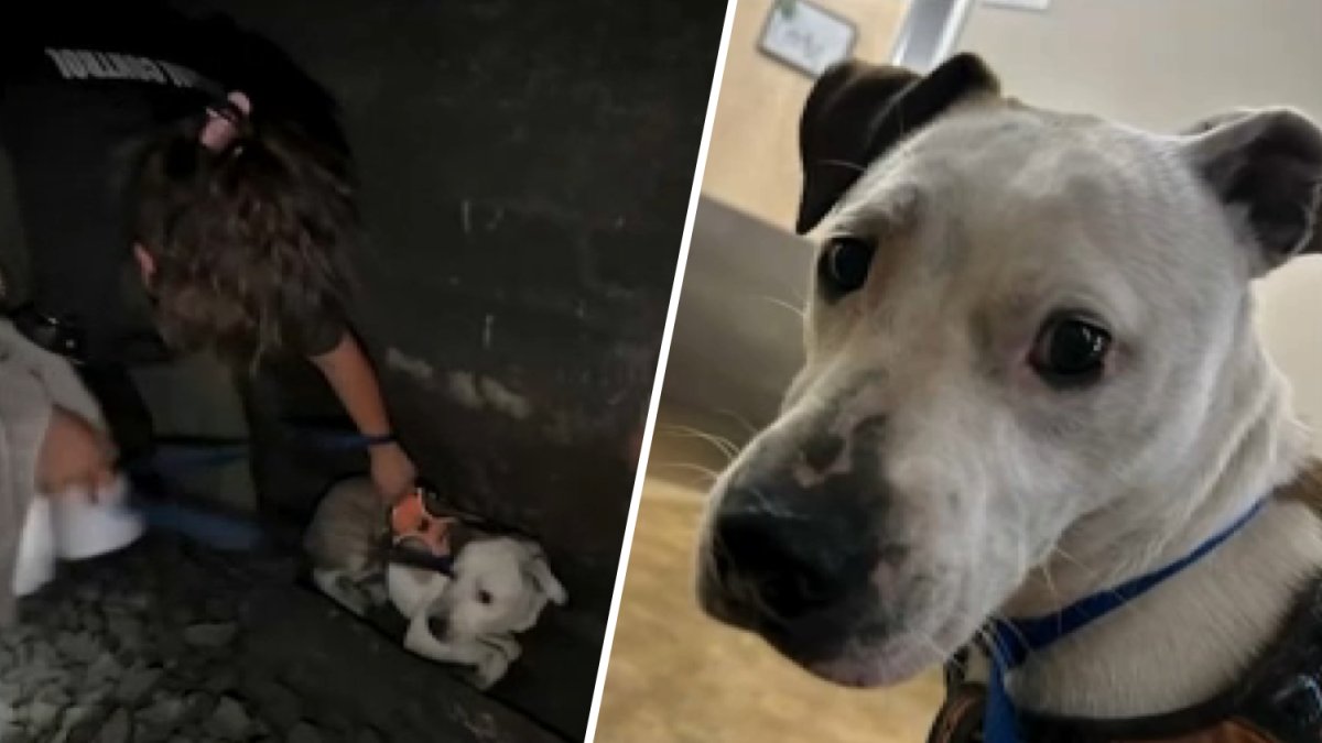 Dog rescued from Caltrain tunnel in San Francisco – NBC Bay Area