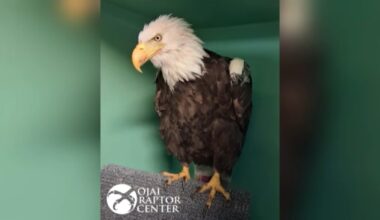 Big Bear bald eagle Jackie exits ICU – NBC Los Angeles