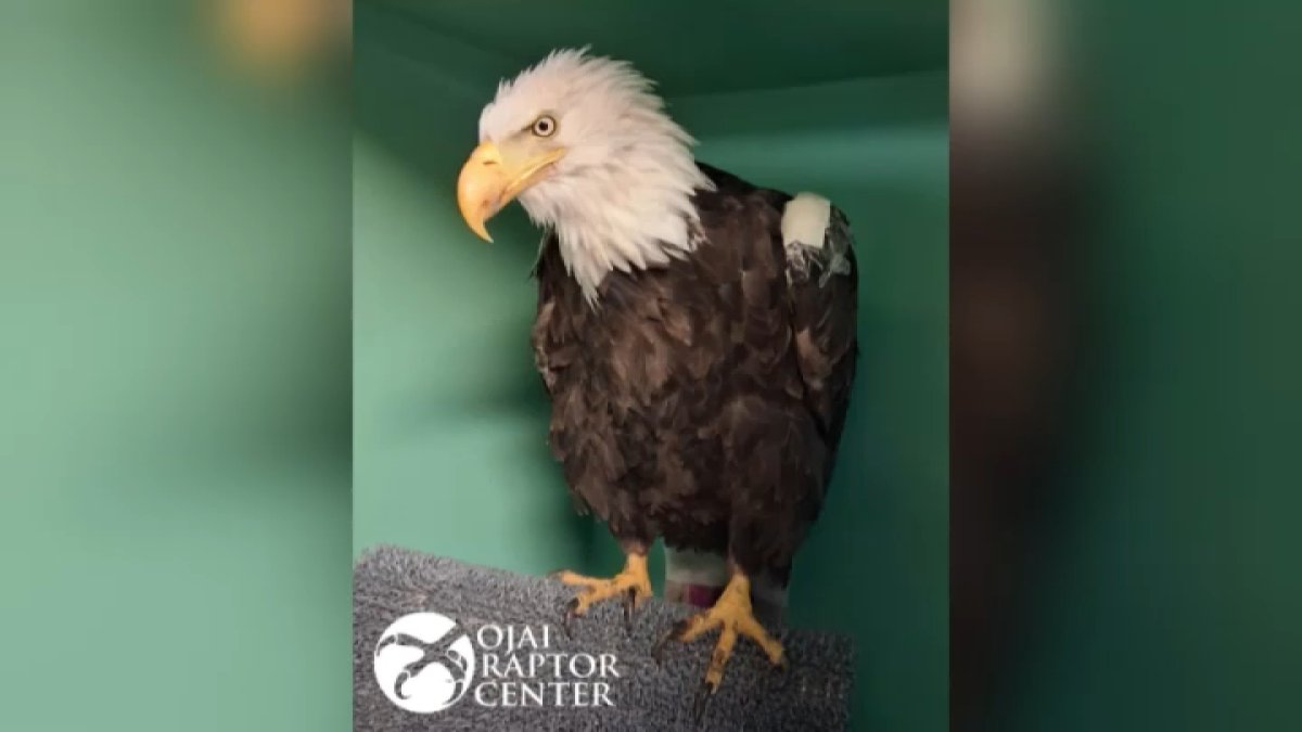 Big Bear bald eagle Jackie exits ICU – NBC Los Angeles