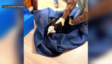 Big Bear bald eagle Jackie is in critical condition – NBC Los Angeles