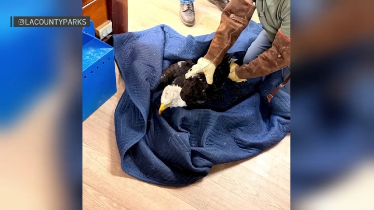 Big Bear bald eagle Jackie is in critical condition – NBC Los Angeles