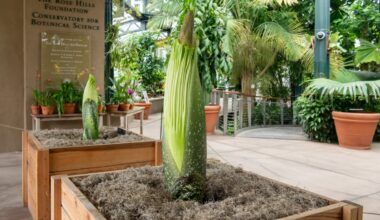 Double the Corpse Flower: The Huntington will soon have two smelly blooms – NBC Los Angeles
