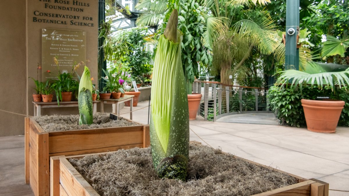 Double the Corpse Flower: The Huntington will soon have two smelly blooms – NBC Los Angeles