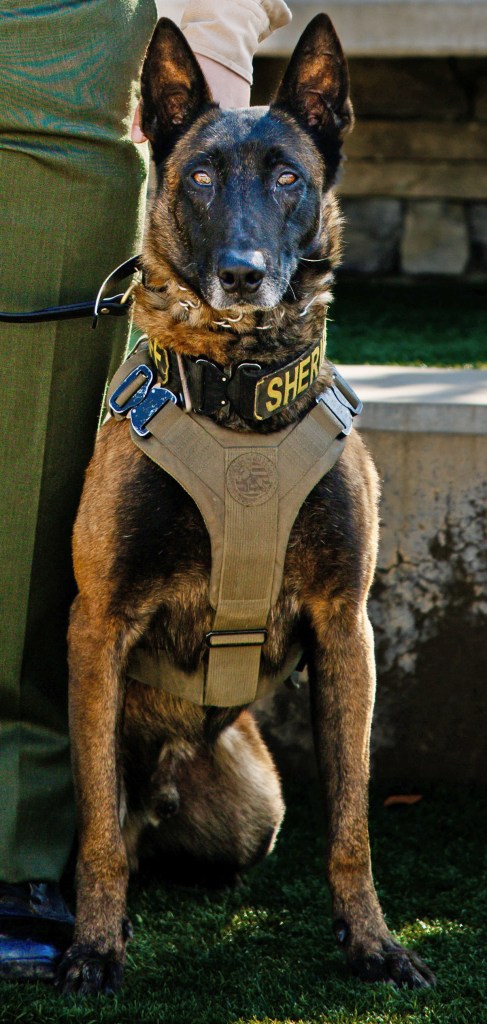 A K-9 police dog, wearing a "SHERIFF" collar and a tactical harness, sitting on grass.