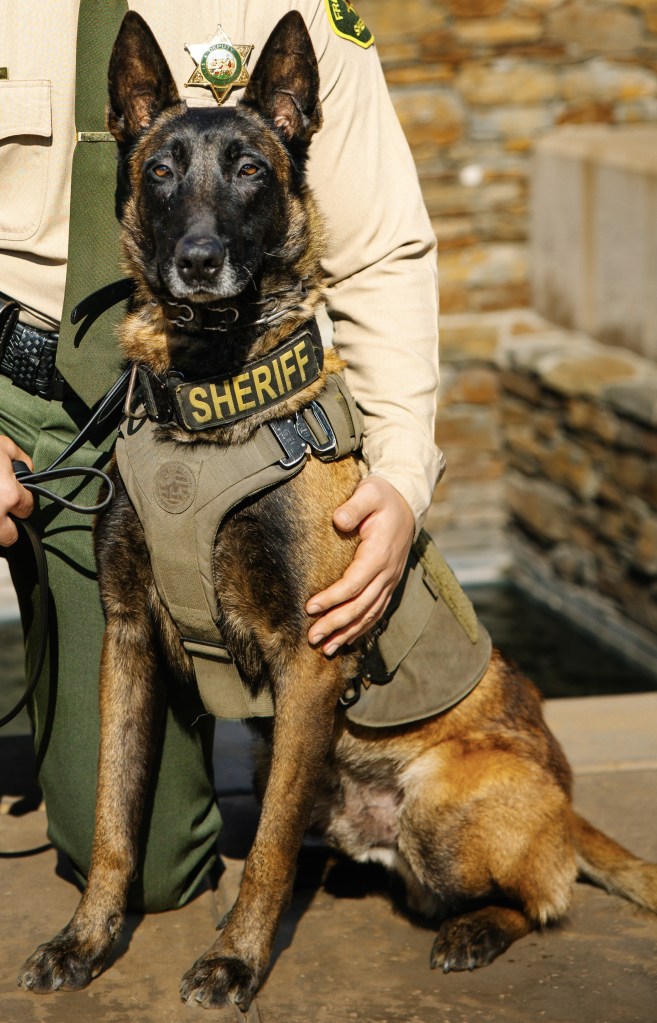 A K-9 police dog in a "SHERIFF" vest sits next to a sheriff deputy.