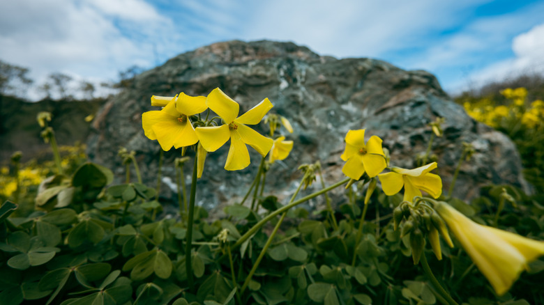 Yellow wildflowers bloom along the waters of Putah Creek,  California
