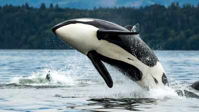 California is weighing state endangered-species protections for southern resident killer whales, a population of just over 70 animals threatened by noise, pollution and falling salmon prey