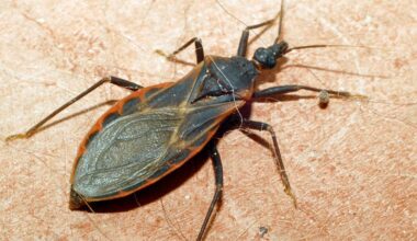 First locally acquired case of Chagas Disease reported in San Diego County – NBC 7 San Diego