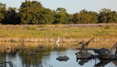 Tucked In The Sacramento Suburbs Is A Nature Center With Unique Wildlife, Gorgeous River Views, And Education