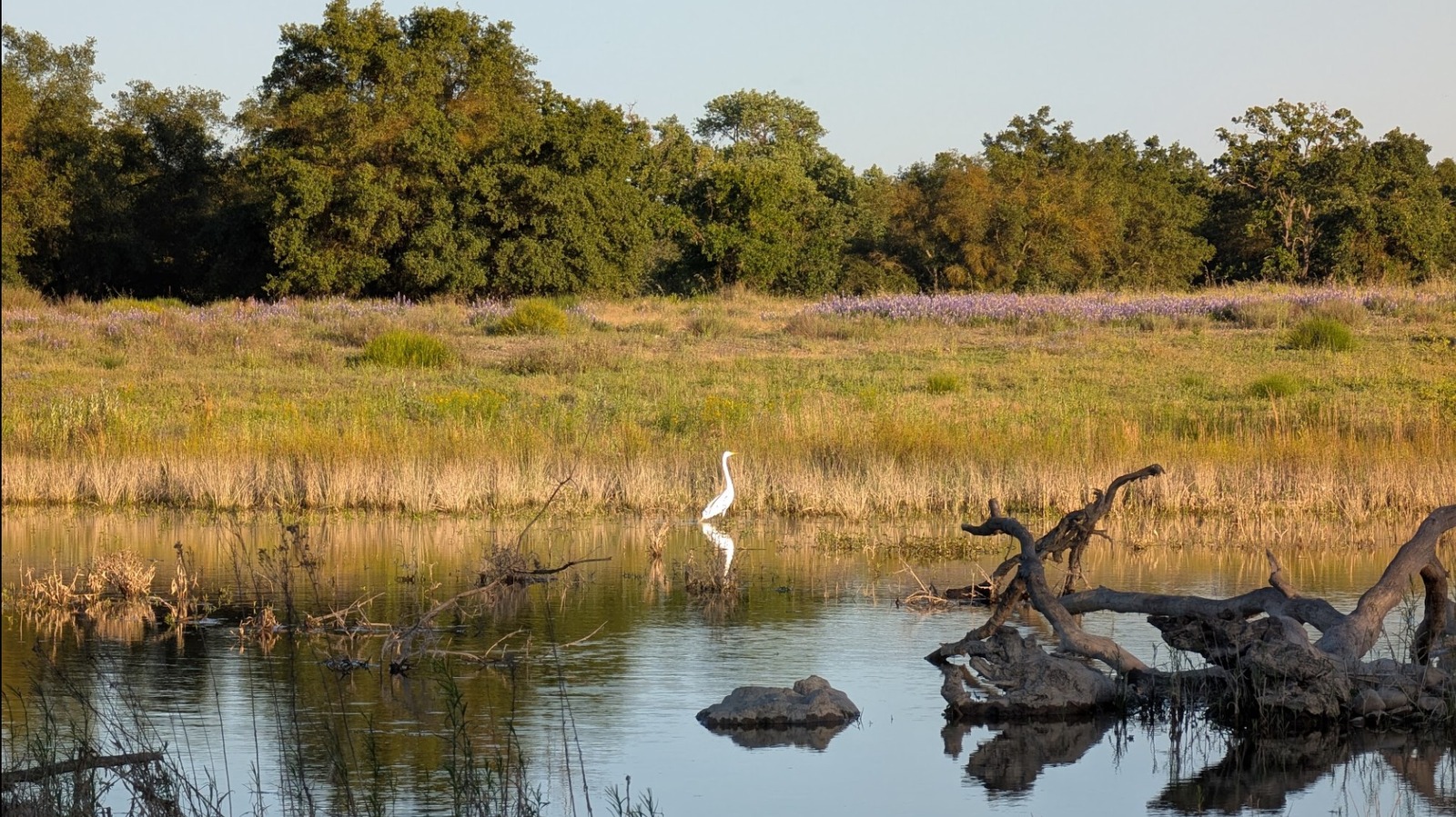 Tucked In The Sacramento Suburbs Is A Nature Center With Unique Wildlife, Gorgeous River Views, And Education