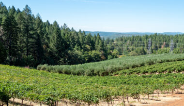 Between Sacramento And Lake Tahoe Is A Charming Escape With Wineries, Tasty Eats, And Americana Vibes