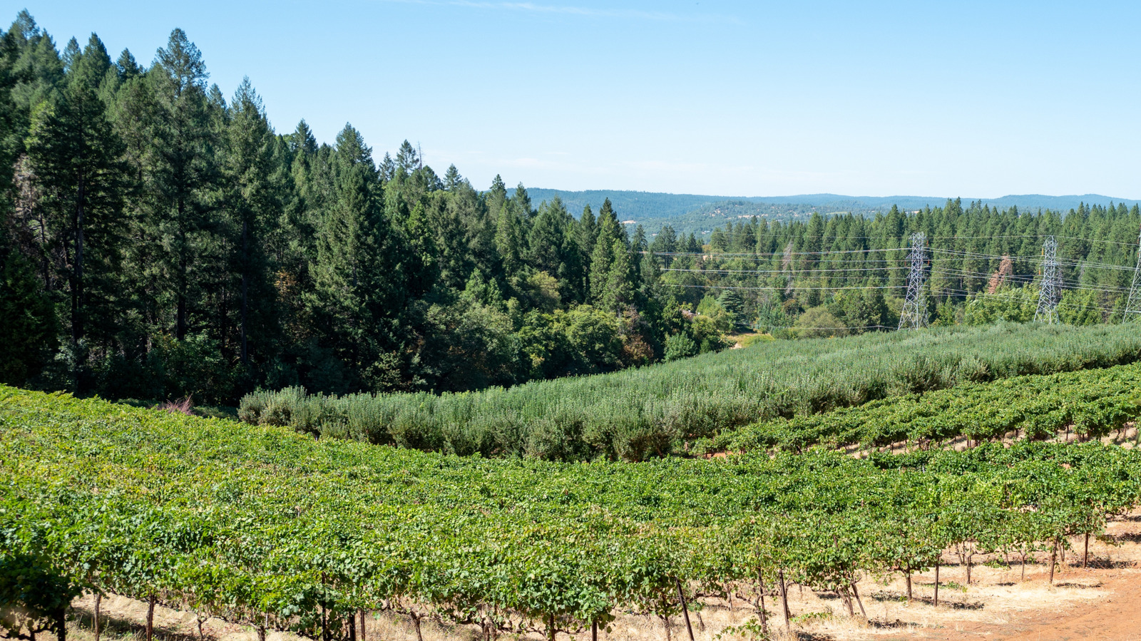 Between Sacramento And Lake Tahoe Is A Charming Escape With Wineries, Tasty Eats, And Americana Vibes
