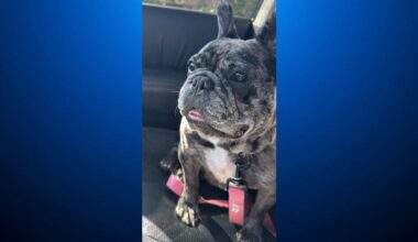 Dog still missing weeks after being stolen in San Jose home burglary; suspect arrested