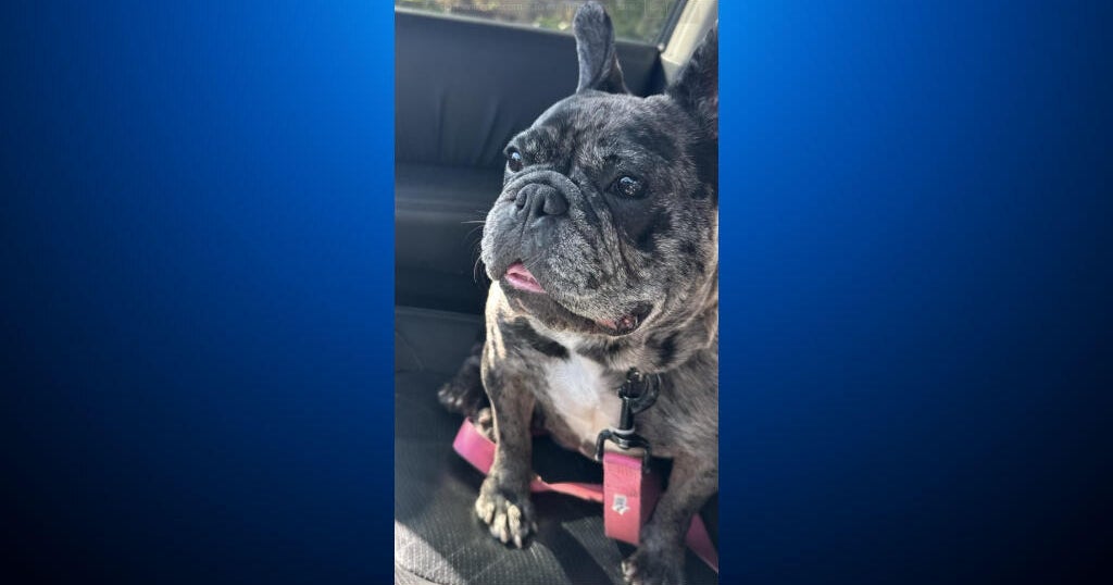 Lady, missing French bulldog