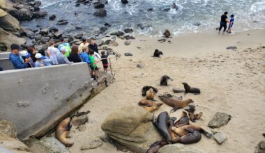 Federal agency investigating after online video appears to show man kick sea lion at La Jolla Cove – San Diego Union-Tribune