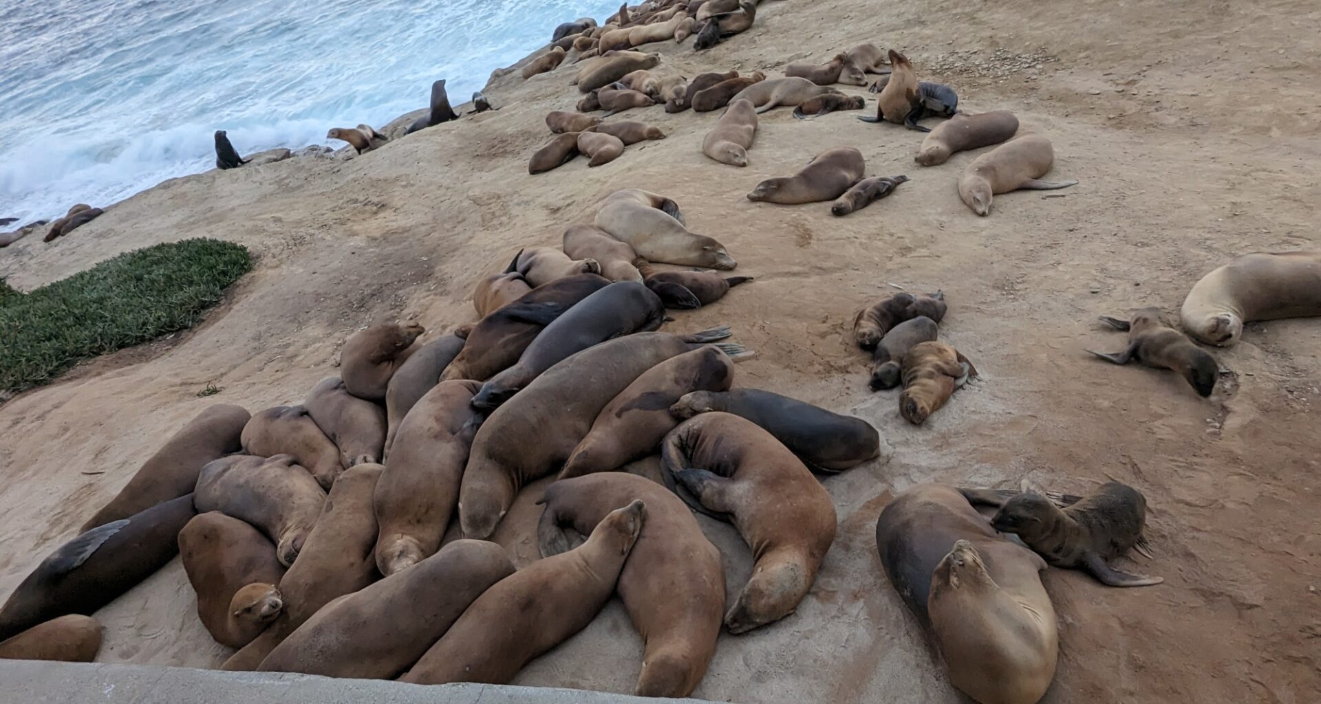 ‘A wake-up call for La Jolla’: Local board discusses recent video of sea lion harassment – San Diego Union-Tribune
