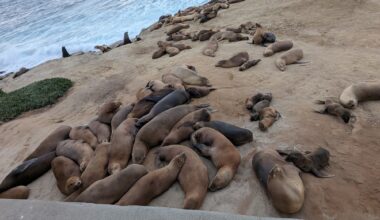 ‘A wake-up call for La Jolla’: Local board discusses recent video of sea lion harassment – San Diego Union-Tribune