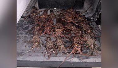 5 people arrested for lobster poaching near Palos Verdes – NBC Los Angeles