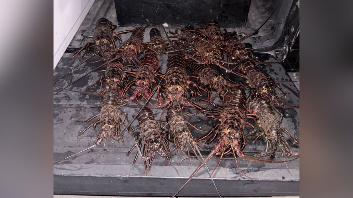 5 people arrested for lobster poaching near Palos Verdes – NBC Los Angeles