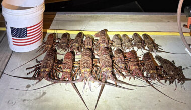 California Authorities Arrested 5 Lobster Poachers in Palos Verdes