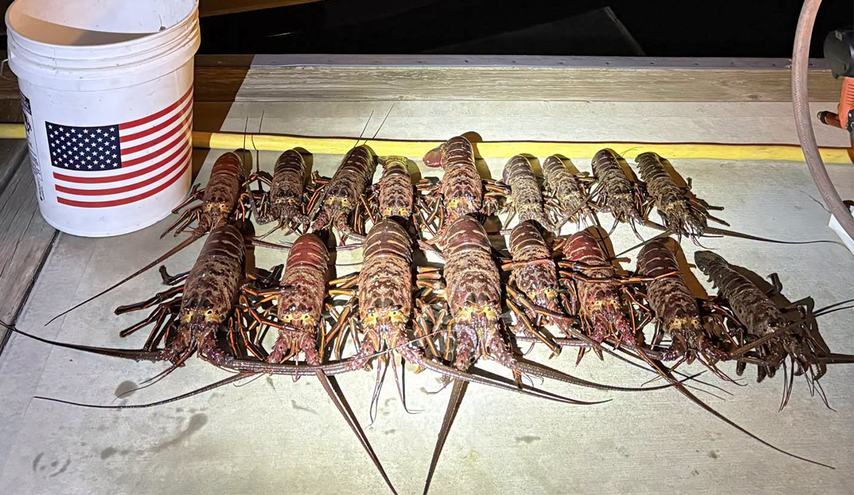 California Authorities Arrested 5 Lobster Poachers in Palos Verdes