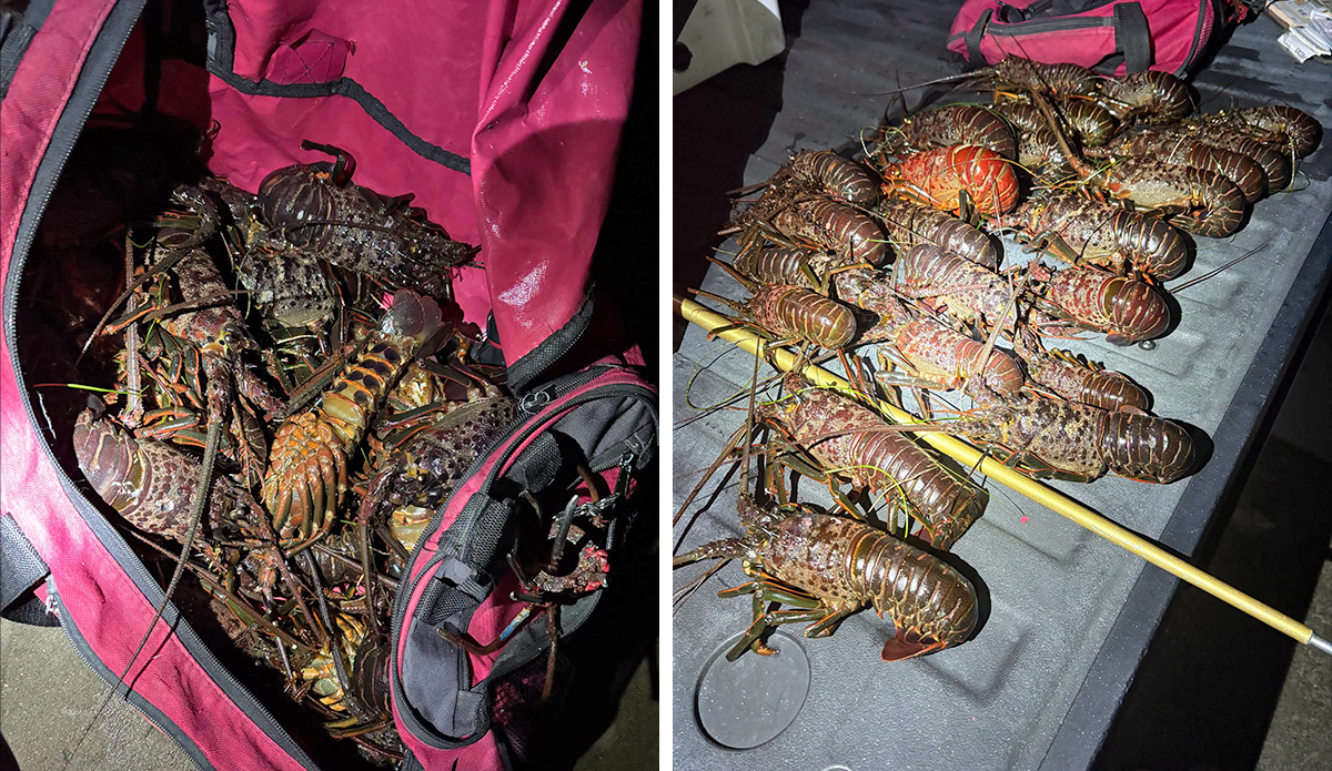 San Diego Wildlife Authorities Nab Suspect with Illegally Captured Lobsters