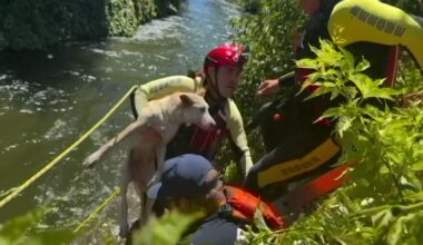 Dramatic video shows Central California firefighters rescuing man, dog from canal