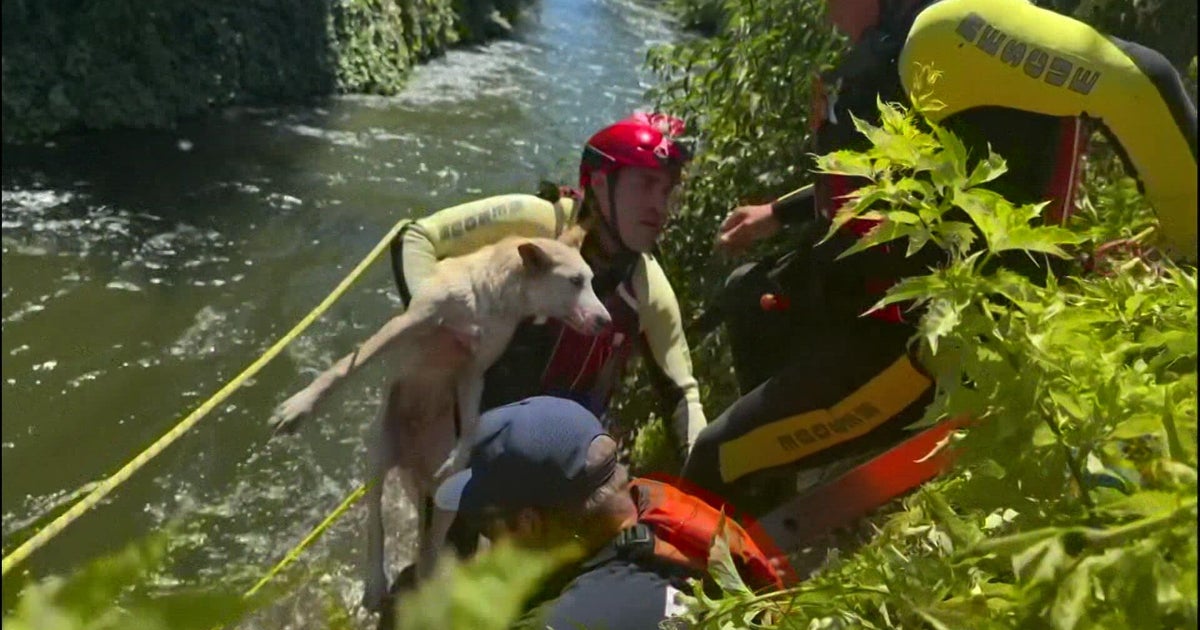 Dramatic video shows Central California firefighters rescuing man, dog from canal