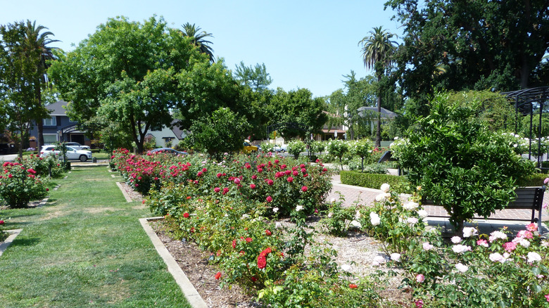 The McKinley Park Rose Garden
