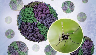 A composite scientific illustration shows dengue virus particles rendered through cryo-electron microscopy at high magnification, displayed alongside a photograph of an Aedes mosquito. The virus particles display spherical structures with visible surface detail. The mosquito is shown in profile with characteristic long legs, segmented body, and feeding proboscis clearly visible. The layout demonstrates the relationship between the pathogen and its arthropod vector.