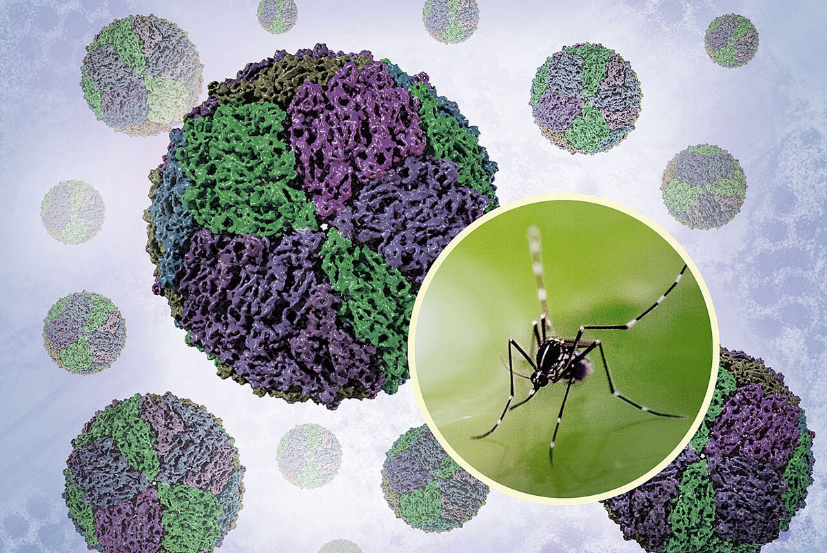 A composite scientific illustration shows dengue virus particles rendered through cryo-electron microscopy at high magnification, displayed alongside a photograph of an Aedes mosquito. The virus particles display spherical structures with visible surface detail. The mosquito is shown in profile with characteristic long legs, segmented body, and feeding proboscis clearly visible. The layout demonstrates the relationship between the pathogen and its arthropod vector.