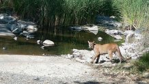 Students studying the mammal population at Mission Trails Regional Park spotted a mountain lion near the Suycott Valley Trail on July 28, 2026.