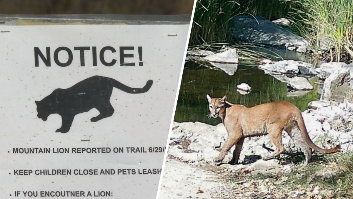 Warning signs posted after mountain lion spotted at Mission Trails Regional Park – NBC 7 San Diego