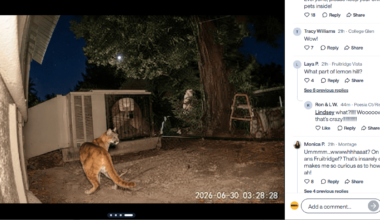 Lemon Hill mountain lion is a fake, California wildlife official says