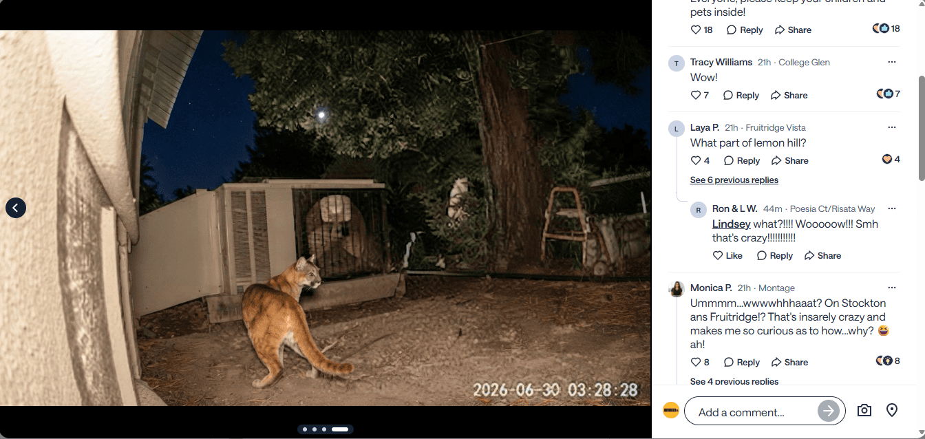 Lemon Hill mountain lion is a fake, California wildlife official says