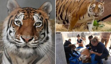 Oakland Zoo takes in tiger rescued from neglected Northern California facility