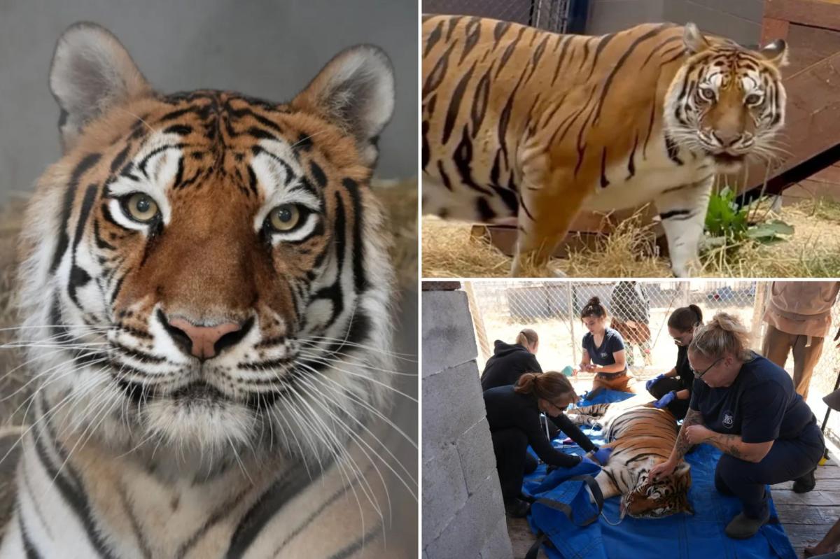 Oakland Zoo takes in tiger rescued from neglected Northern California facility