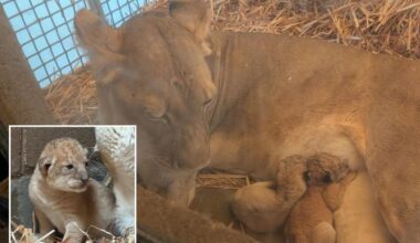Fresno Chaffee Zoo lion gives birth to 2 cubs on 4th of July